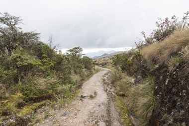 Chingaza Ulusal Doğal Parkı, Kolombiya. Paramo, kırsalda doğal bitki örtüsü olan bir patika, kırılganlık, espeletia grandiflora