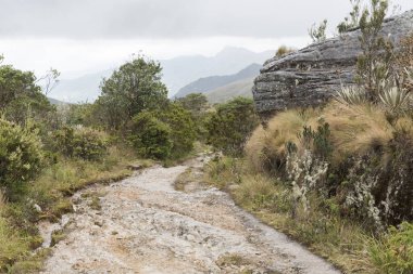Chingaza Ulusal Doğal Parkı, Kolombiya. Paramo, kırsalda doğal bitki örtüsü olan bir patika, kırılganlık, espeletia grandiflora