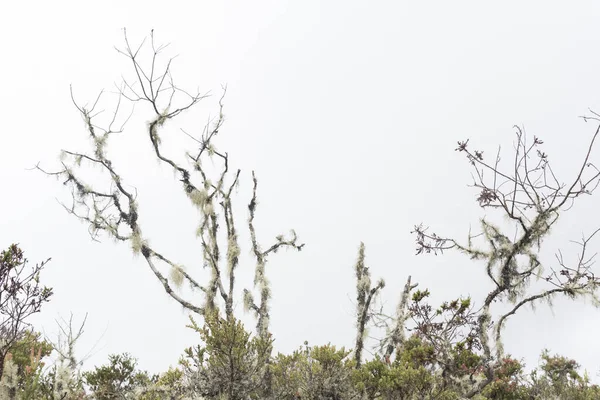 Parque Nacional Natural Chingaza Colombia Moro Líquenes Cubiertos Ramas Árboles —  Fotos de Stock