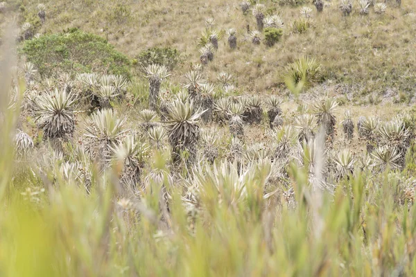 コロンビアのチンガザ国立自然公園 ムーアの風景 パラモの典型的な植生 Frailejonesを含む Eseletia Grandiflora Com — ストック写真