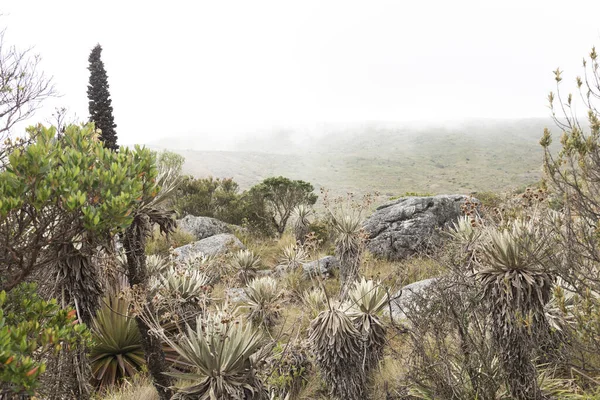 Chingaza National Natural Park Colombia Moor Landscape Vegetation Typical Paramo — Stock Photo, Image