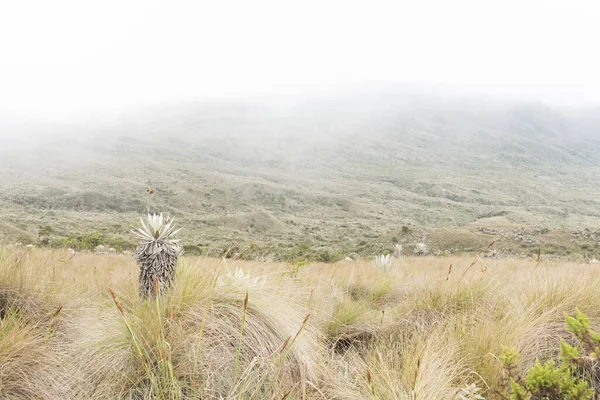 Chingaza Nationaal Natuurpark Colombia Inheemse Vegetatie Paramo Ecosysteem Frailejones Espeletia — Stockfoto