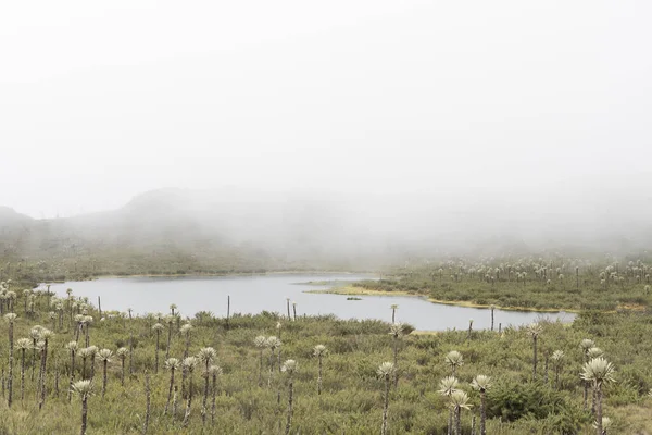 コロンビアのチンガザ国立自然公園 ブリタゴラグーン 霧の湿原の風景 霧の中に隠された山やフレイヨネス エスペレシアなどの在来植物 — ストック写真