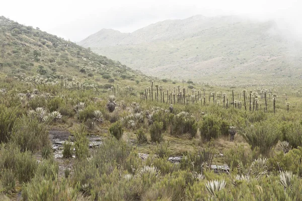 Chingaza Nationaal Natuurpark Colombia Misty Landschap Vegetatie Typisch Voor Paramo — Stockfoto