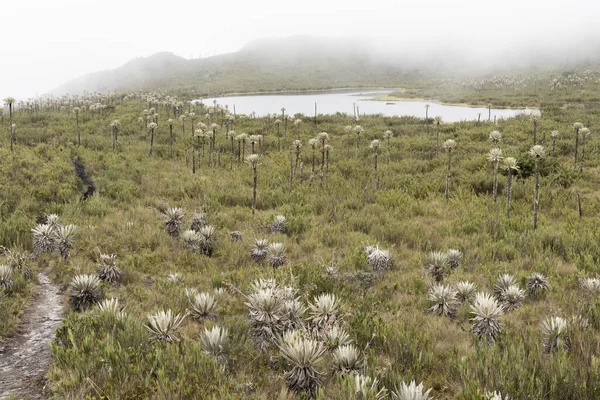 Chingaza National Natural Park Kolumbien Buitrago Lagunen Neblige Moorlandschaft Nebel — Stockfoto