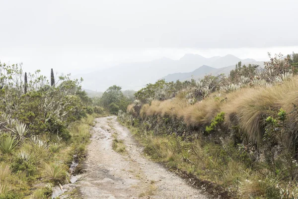 Chingaza Nationaal Natuurpark Colombia Paramo Wandelpad Door Een Heidelandschap Met — Stockfoto