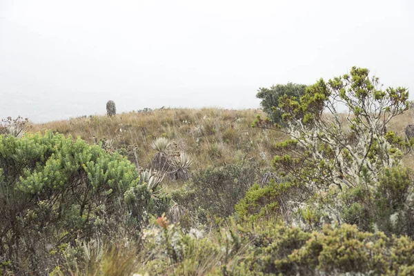 Národní Park Chingaza Kolumbie Mlhavá Krajina Vřesoviště Dešti Vegetace Typická — Stock fotografie