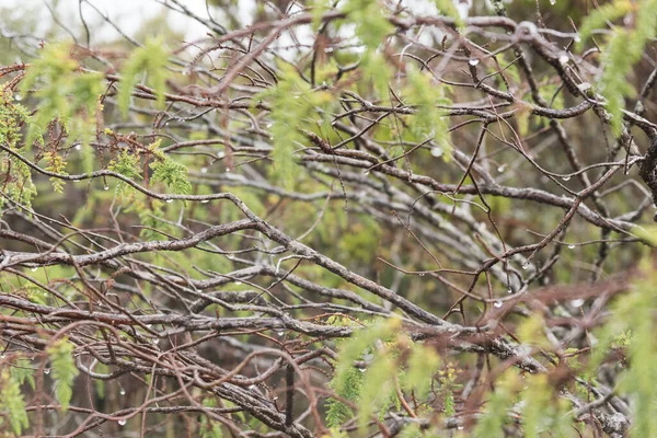 Parque Nacional Natural Chingaza Colombia Detalle Páramo Lluvia Hojas Húmedas —  Fotos de Stock