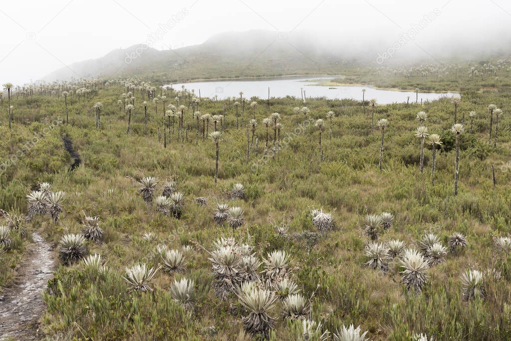 Chingaza National Natural Park, Colombia. Buitrago lagoons, foggy moor landscape, mountains hidden in the mist and native plants, such as frailejones, espeletia