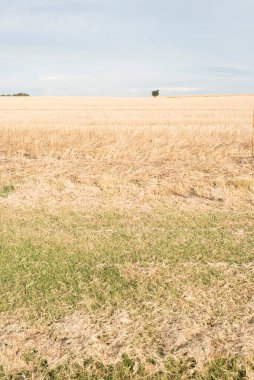 Ufukta, Carmelo, Uruguay 'da kurak bitkiler, ağaçlar ve çalılarla dolu bir arazi.