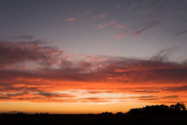 Günbatımı manzarası, ağaçların siluetleri turuncu yoğun parlak gökyüzüne karşı, Carmelo, Uruguay 'da.