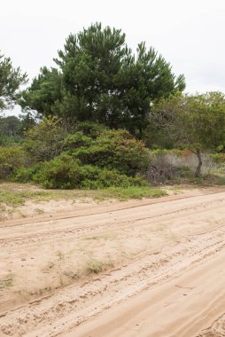 Cabo Polonio, Uruguay 'a kum yolu; cennet gibi turistik bir yer.