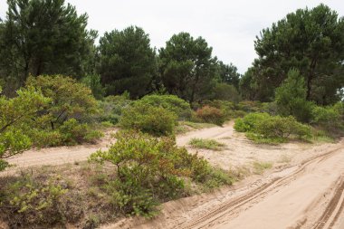 Cabo Polonio, Uruguay 'a kum yolu; cennet gibi turistik bir yer.