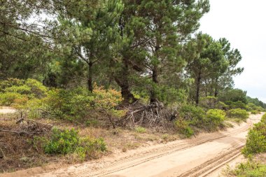 Cabo Polonio, Uruguay 'a kum yolu; cennet gibi turistik bir yer.