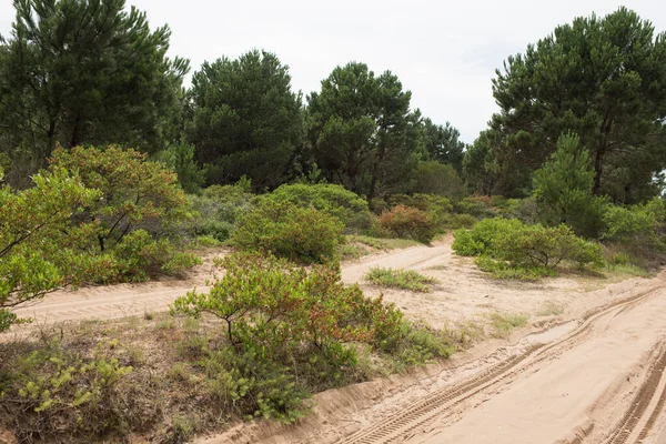 Cabo Polonio, Uruguay 'a kum yolu; cennet gibi turistik bir yer.