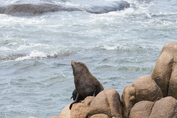 South American fur seal, Arctocephalus australis, on a rocky shore on the coast of Cabo Polonio, Rocha, Uruguay