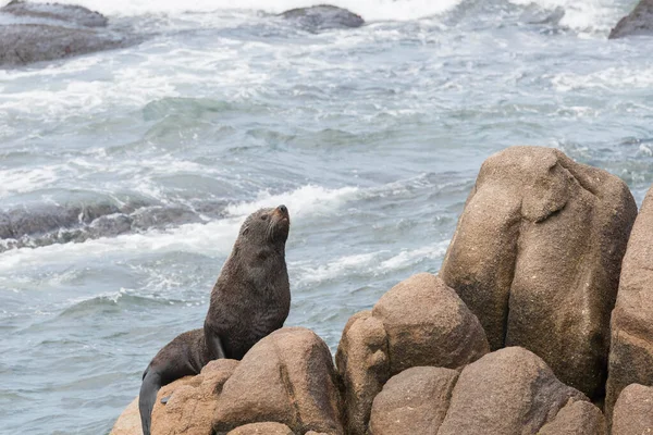 Foca Peletera Sudamericana Arctocephalus Australis Una Costa Rocosa Costa Cabo —  Fotos de Stock