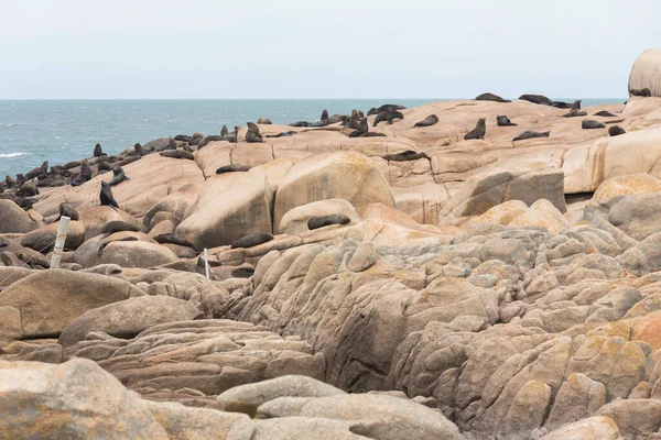 South American fur seals, Arctocephalus australis, and South American sea lions, Otaria flavescens, on a rocky shore in the reserve of Cabo Polonio, Rocha, Uruguay