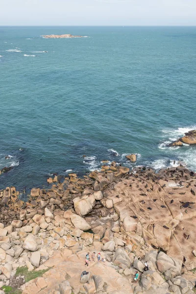 Vista Aérea Costa Cabo Polonio Focas Peleteras Sudamericanas Arctocephalus Australis — Foto de Stock