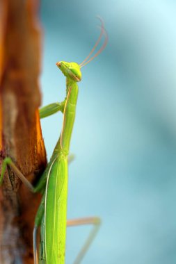 Yeşil peygamber devesi