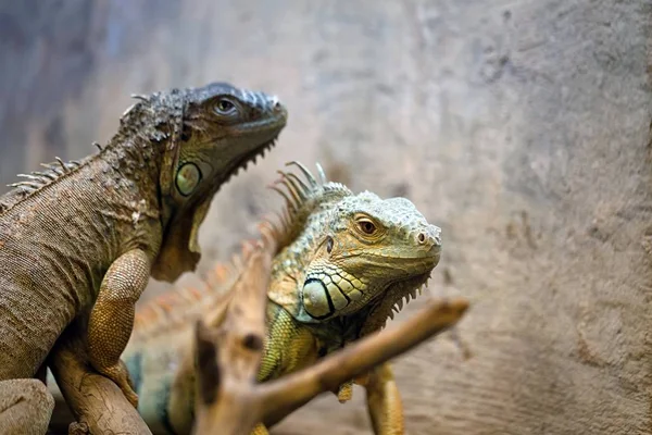 绿鬣蜥爬行动物肖像 — 图库照片