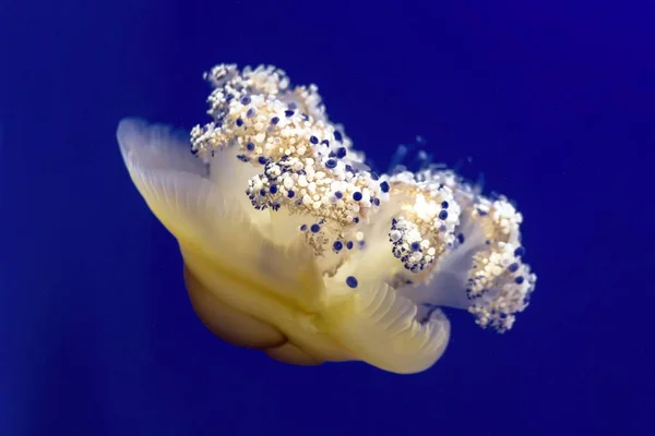 Медузы на аквариуме Стоковое Изображение