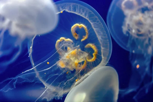 Медузы на аквариуме Лицензионные Стоковые Фото