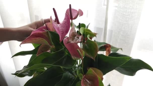 Λεπτομέρεια Μιας Γυναίκας Χέρια Πότισμα Ενός Φυτού Λουλούδια Ένα Σπρέι — Αρχείο Βίντεο