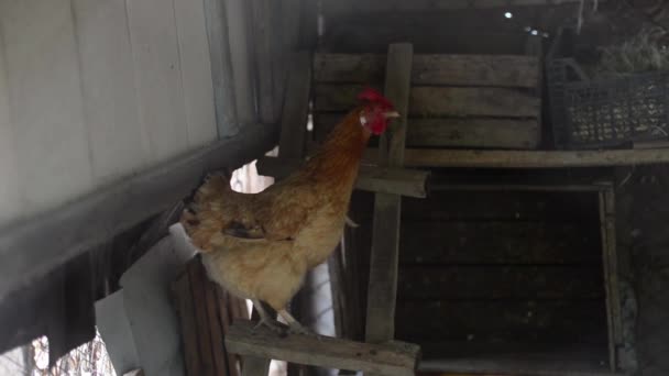 公鸡啼叫着 在农村的谷仓里 鸡与格子合上 — 图库视频影像