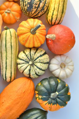 Squash sebze toplama