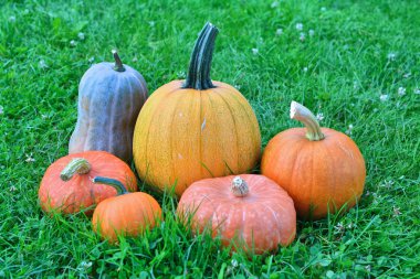 kabaklar ve squashes