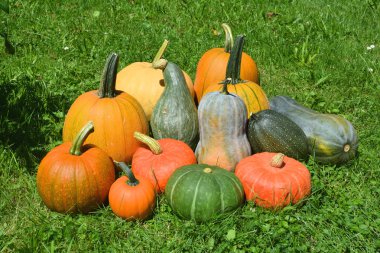 squashes ve kabaklar