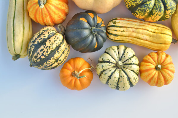 Winter squash collection