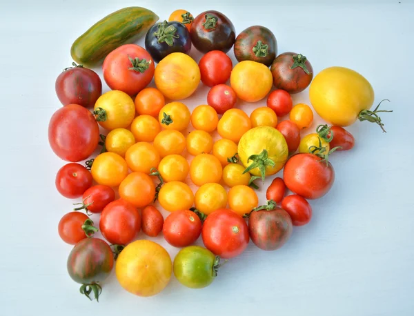 Coleta de tomates de variedades — Fotografia de Stock