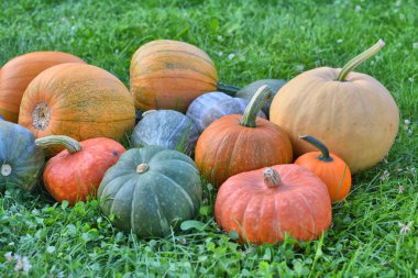 kabaklar ve squashes