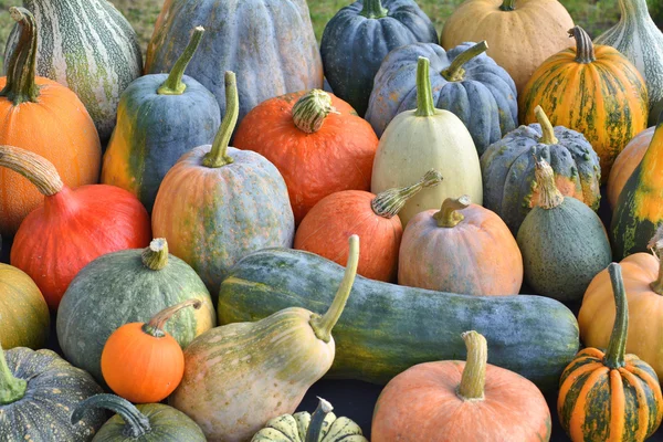 Pumpkins and squashes harvest — Stock Photo, Image