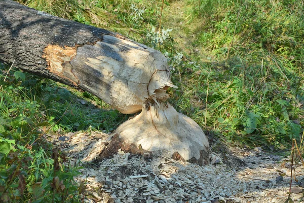 Árvore cortada pelo castor — Fotografia de Stock