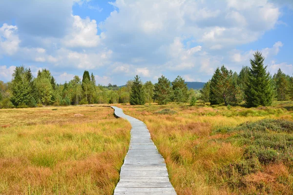 Path through the peat bog — Stock Photo, Image