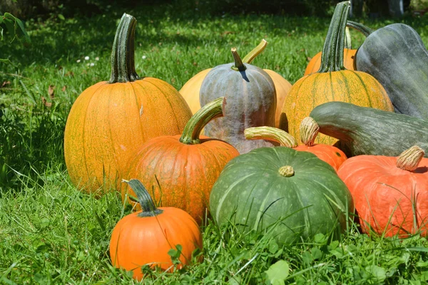 Coloridas calabazas de otoño —  Fotos de Stock