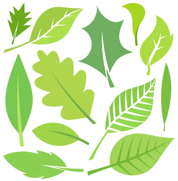 Sammlung grüner Blätter — Stockvektor
