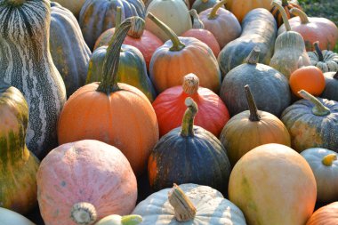 Pumpkin and winter squash varieties clipart