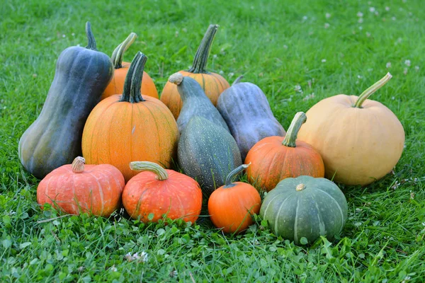 Abóboras coloridas e colheita de outono squash — Fotografia de Stock