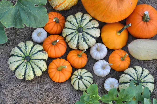 Autumn pumpkins on field — Stock Photo, Image