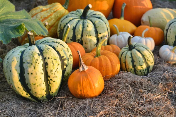 Pumpor och sqashes skörd — Stockfoto