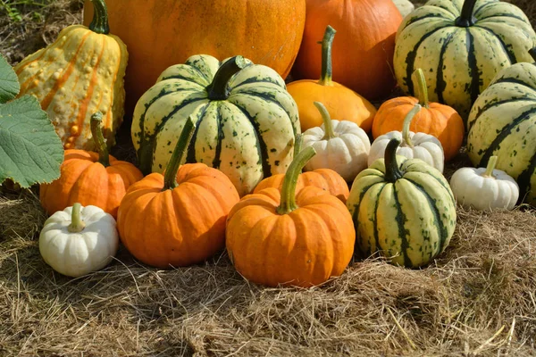 Herbst dekorative Kürbisse auf dem Feld — Stockfoto