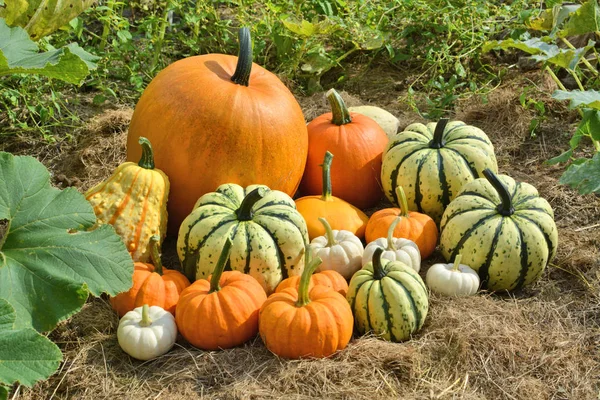 Herfst decoratieve pompoenen op veld — Stockfoto