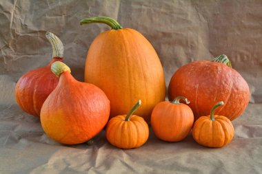 Turuncu kabak natürmort