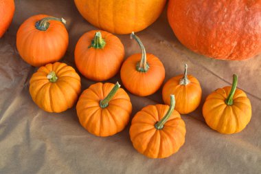 Sonbahar kabak toplama