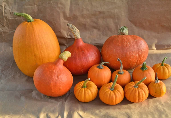 Oranje pompoenen groep — Stockfoto