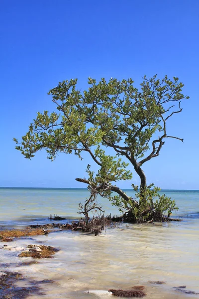 Mangrove tree growing in sea — Stock Photo, Image